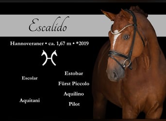 Hannoveriano, Caballo castrado, 6 años, 167 cm, Alazán