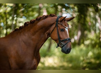 Hannoveriano, Caballo castrado, 6 años, 167 cm, Alazán