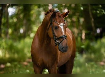 Hannoveriano, Caballo castrado, 6 años, 167 cm, Alazán