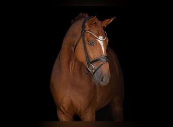 Hannoveriano, Caballo castrado, 6 años, 167 cm, Alazán