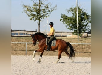 Hannoveriano, Caballo castrado, 6 años, 167 cm, Castaño