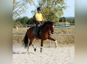 Hannoveriano, Caballo castrado, 6 años, 167 cm, Castaño