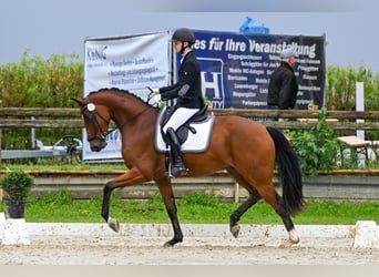 Hannoveriano, Caballo castrado, 6 años, 167 cm, Castaño