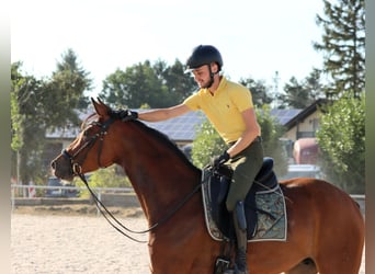 Hannoveriano, Caballo castrado, 6 años, 167 cm, Castaño