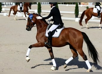 Hannoveriano, Caballo castrado, 6 años, 167 cm, Castaño