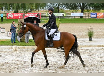 Hannoveriano, Caballo castrado, 6 años, 167 cm, Castaño