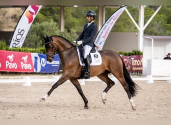 Hannoveriano, Caballo castrado, 6 años, 167 cm, Castaño