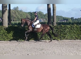 Hannoveriano, Caballo castrado, 6 años, 167 cm, Castaño