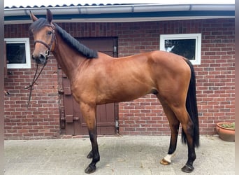 Hannoveriano, Caballo castrado, 6 años, 167 cm, Castaño