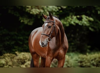 Hannoveriano, Caballo castrado, 6 años, 167 cm, Castaño