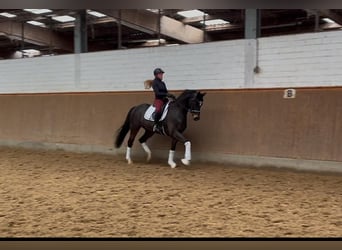 Hannoveriano, Caballo castrado, 6 años, 167 cm, Castaño oscuro