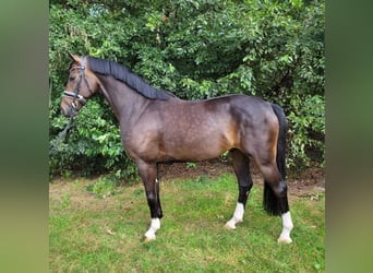 Hannoveriano, Caballo castrado, 6 años, 167 cm, Castaño oscuro