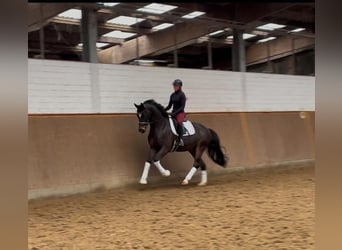 Hannoveriano, Caballo castrado, 6 años, 167 cm, Castaño oscuro