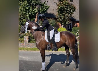 Hannoveriano, Caballo castrado, 6 años, 167 cm, Castaño oscuro