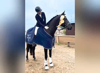 Hannoveriano, Caballo castrado, 6 años, 167 cm, Castaño oscuro