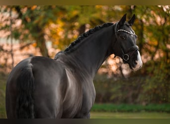 Hannoveriano, Caballo castrado, 6 años, 167 cm, Negro