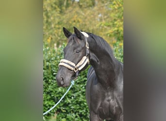 Hannoveriano, Caballo castrado, 6 años, 167 cm, Negro