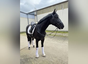 Hannoveriano, Caballo castrado, 6 años, 167 cm, Negro