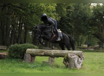 Hannoveriano, Caballo castrado, 6 años, 167 cm, Negro