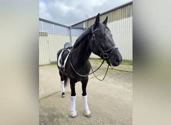 Hannoveriano, Caballo castrado, 6 años, 167 cm, Negro