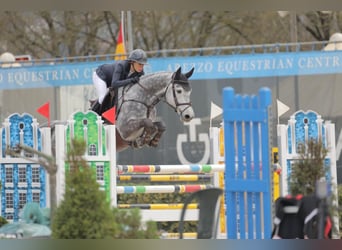 Hannoveriano, Caballo castrado, 6 años, 167 cm, Tordo