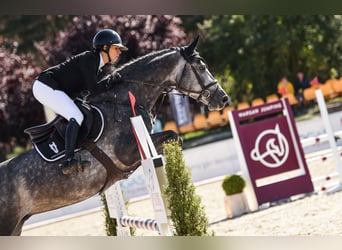 Hannoveriano, Caballo castrado, 6 años, 167 cm, Tordo