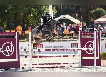 Hannoveriano, Caballo castrado, 6 años, 167 cm, Tordo