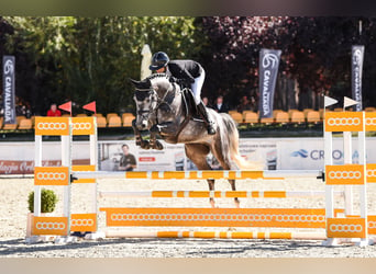 Hannoveriano, Caballo castrado, 6 años, 167 cm, Tordo