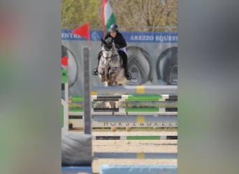 Hannoveriano, Caballo castrado, 6 años, 167 cm, Tordo