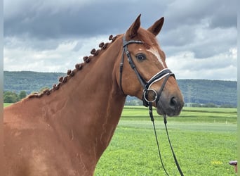 Hannoveriano, Caballo castrado, 6 años, 168 cm, Alazán