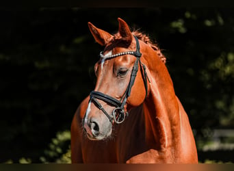 Hannoveriano, Caballo castrado, 6 años, 168 cm, Alazán