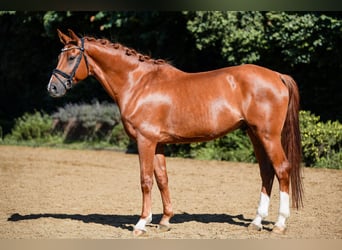 Hannoveriano, Caballo castrado, 6 años, 168 cm, Alazán