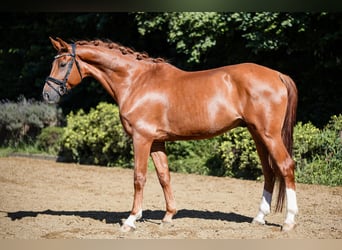 Hannoveriano, Caballo castrado, 6 años, 168 cm, Alazán