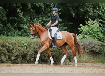 Hannoveriano, Caballo castrado, 6 años, 168 cm, Alazán