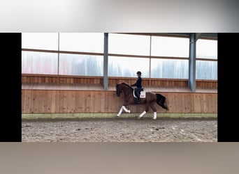 Hannoveriano, Caballo castrado, 6 años, 168 cm, Alazán