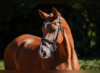 Hannoveriano, Caballo castrado, 6 años, 168 cm, Alazán