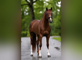 Hannoveriano, Caballo castrado, 6 años, 168 cm, Alazán-tostado