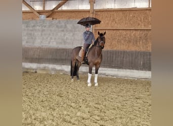 Hannoveriano, Caballo castrado, 6 años, 168 cm, Castaño