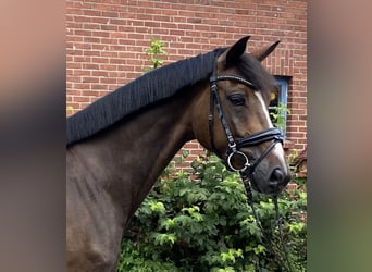 Hannoveriano, Caballo castrado, 6 años, 168 cm, Castaño