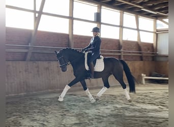 Hannoveriano, Caballo castrado, 6 años, 168 cm, Castaño