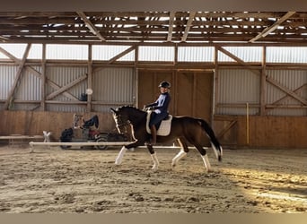 Hannoveriano, Caballo castrado, 6 años, 168 cm, Castaño