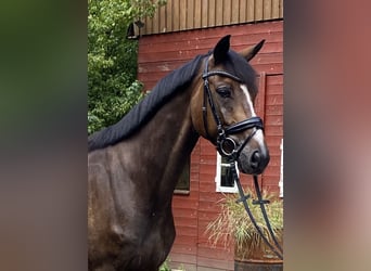 Hannoveriano, Caballo castrado, 6 años, 168 cm, Castaño