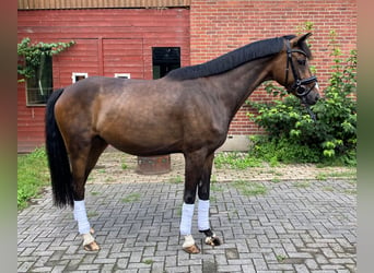 Hannoveriano, Caballo castrado, 6 años, 168 cm, Castaño