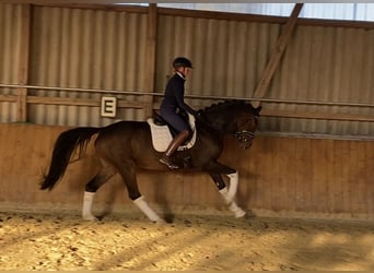 Hannoveriano, Caballo castrado, 6 años, 168 cm, Castaño