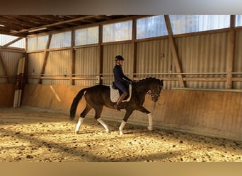 Hannoveriano, Caballo castrado, 6 años, 168 cm, Castaño