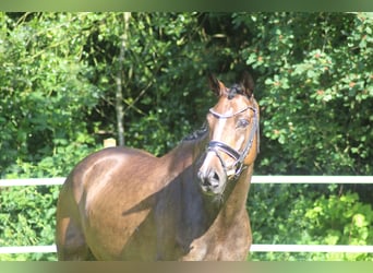Hannoveriano, Caballo castrado, 6 años, 168 cm, Castaño