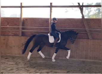 Hannoveriano, Caballo castrado, 6 años, 168 cm, Castaño