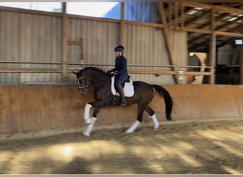 Hannoveriano, Caballo castrado, 6 años, 168 cm, Castaño