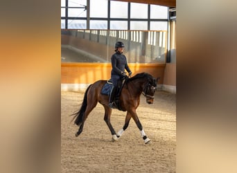 Hannoveriano, Caballo castrado, 6 años, 168 cm, Castaño