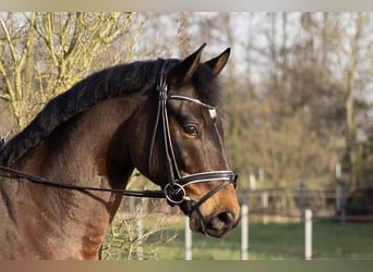 Hannoveriano, Caballo castrado, 6 años, 168 cm, Castaño
